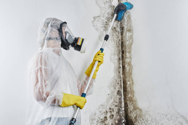 Best Black Mold Removal  in Hope, IN