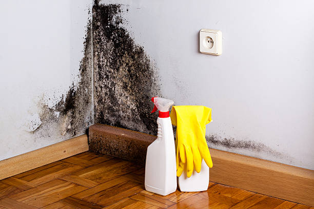 Best Professional Mold Removal  in Hope, IN