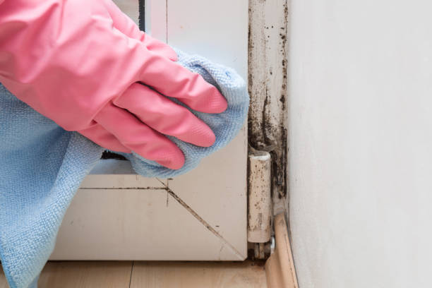 Best Local Mold Removal Service  in Hope, IN